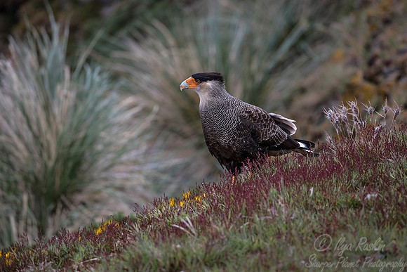 239 Southern Crested Caracara (Caracara plancus) - Falkland Islands