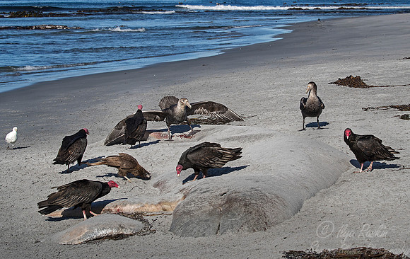 240 Turkey Vultures (Cathartes aura) and Southern Giant Petrel (Macronectes giganteus) - Falkland Islands