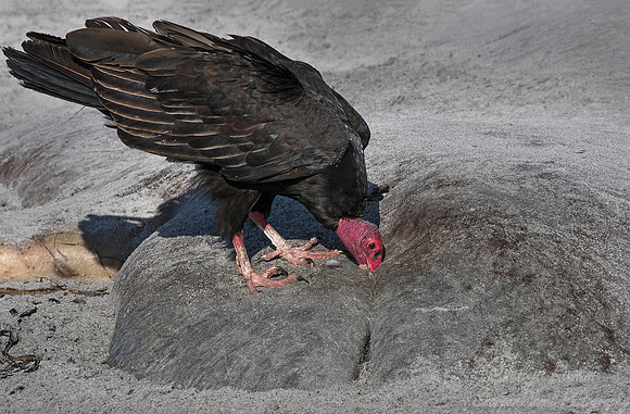 241 Turkey Vulture (Cathartes aura) on beached killer whale - Falkland Islands