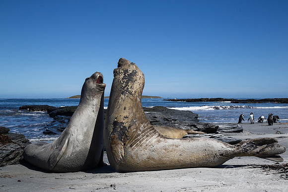 116 Southern Elephant Seals (Mirounga leonina) - Falkland Islands