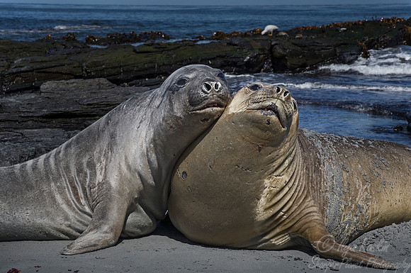 117 Southern Elephant Seals (Mirounga leonina) - Falkland Islands