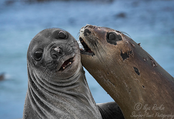 119 Southern Elephant Seals (Mirounga leonina) - Falkland Islands