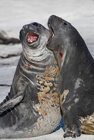 120 Southern Elephant Seals (Mirounga leonina) - Falkland Islands