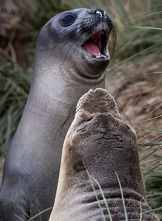 121 Southern Elephant Seals (Mirounga leonina) - Falkland Islands