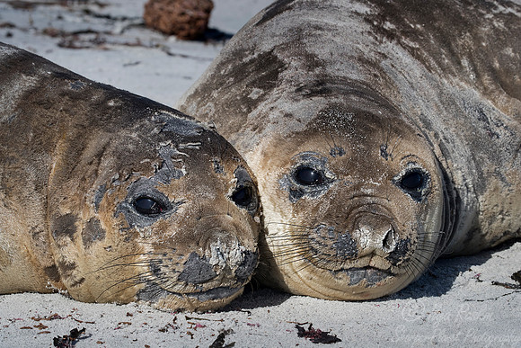 124 Southern Elephant Seals (Mirounga leonina) - Falkland Islands