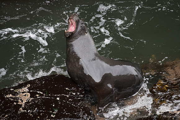 126 South American Sea Lion (Otaria flavescens) - Falkland Islands