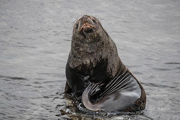 128 South American Sea Lion (Otaria flavescens) - Falkland Islands