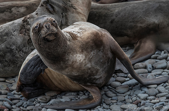 131 South American Sea Lion (Otaria flavescens) - Falkland Islands