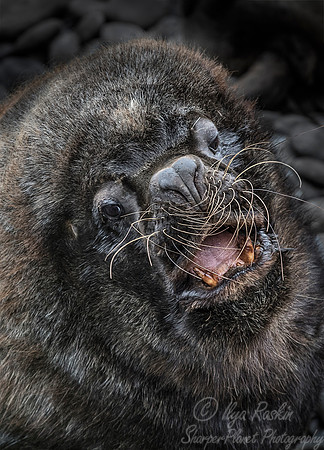 132 South American Sea Lion (Otaria flavescens) - Falkland Islands