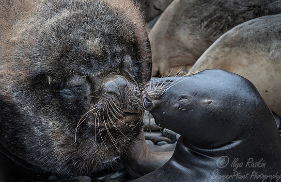 133 South American Sea Lions (Otaria flavescens) - Falkland Islands