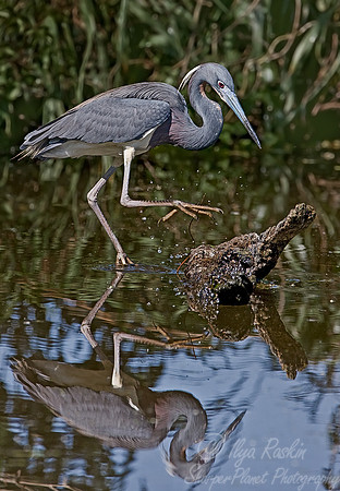 021_Tricolored Heron_LA