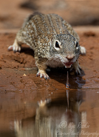 213 Mexican ground squirrel (Ictidomys mexicanus) - TX