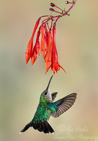 432 Steely-vented hummingbird (Saucerottia saucerottei) - Colombiaia cloud forest