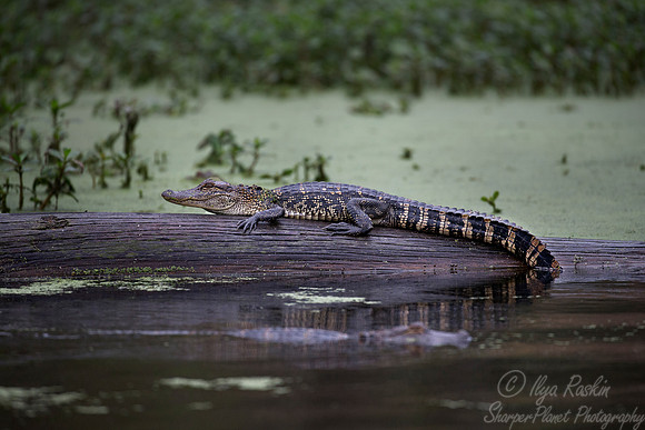 084 American Alligator (Alligator mississippiensis) - Lake Martin - LA