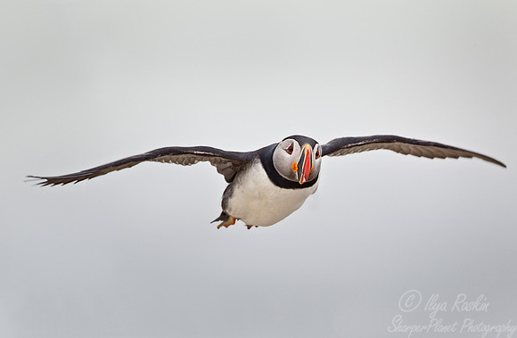 044 Atlantic Puffin (Fratercula arctica) - ME
