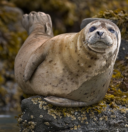009_Harbour Seals (Phoca vitulina)_Katmai_AK