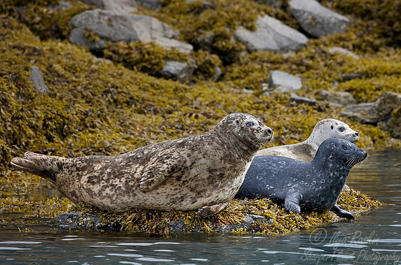 006_Harbour Seals (Phoca vitulina)_Katmai_AK
