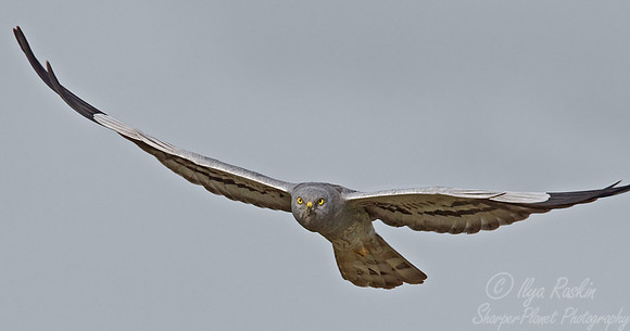 040 Montagu's Harrier - Tanzania