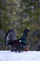 2022 Finland Grouse