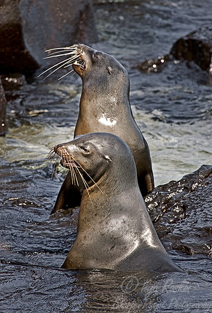 020_Galapagos Sea Lions_Ecuador