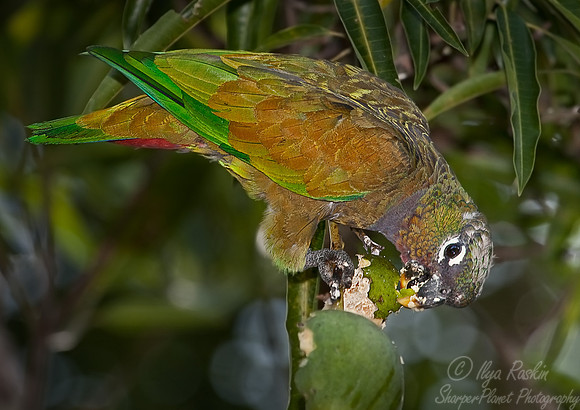 006 Scaly-headed parrot - Pantanal Brazil