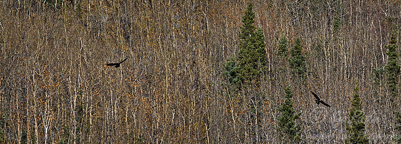 025 Golden Eagles (Aquila chrysaetos) - Denali NP AK