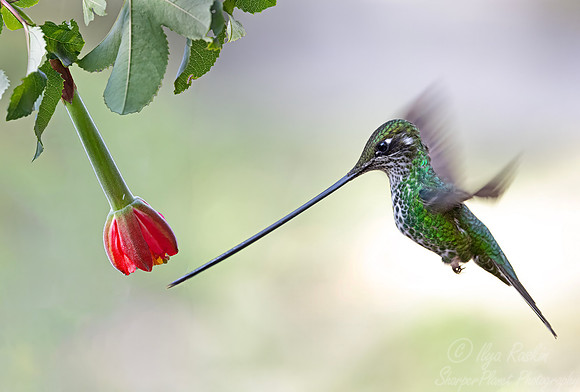 515 Sword-billed hummingbird (Ensifera ensifera) - Colombia cloud forest