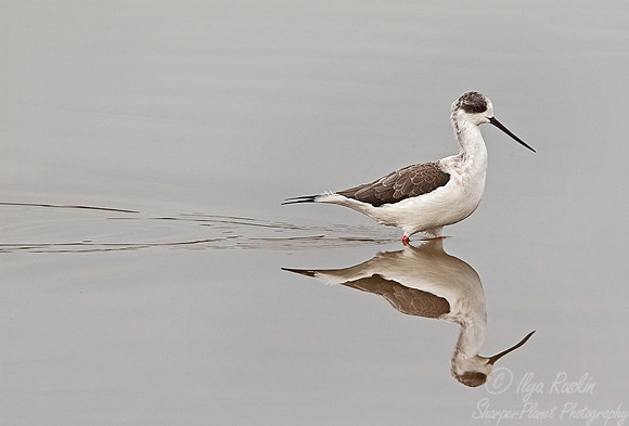 086 Black-winged Stilt - Tanzania