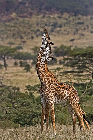 068_Giraffes_Tanzania