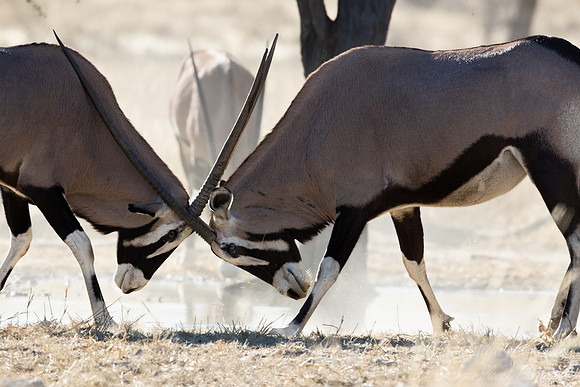 351 East African Oryxes or Gamsboks (Oryx gazella) - Kgalagadi Transfrontier Park SA