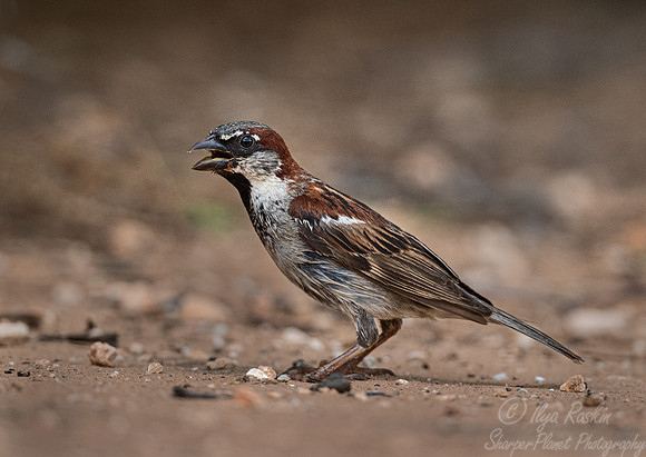 105 House sparrow (Passer domesticus) - TX