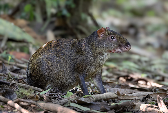 262 Central American agouti (Dasyprocta punctata) - Colombia cloud forest