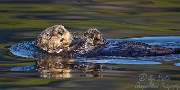 003_Sea Otter (Enhydra lutris)_Katmai_AK