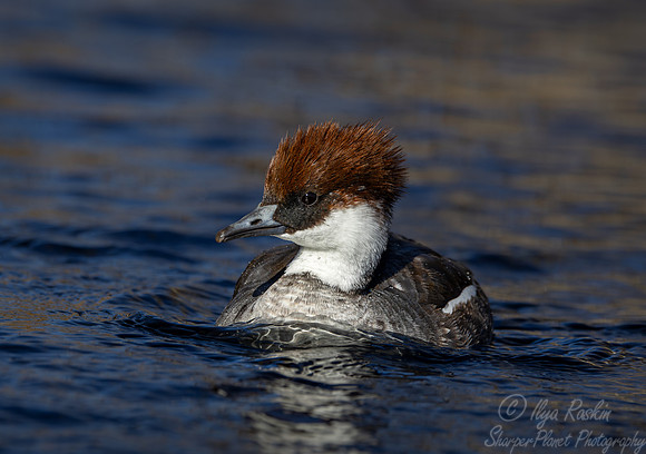 319 Smew female (Mergellus asbellus) - Ripley Waterfowl Conservancy CT