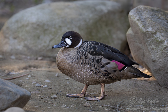 314 Spectacled duck (Speculanas specularis) - Ripley Waterfowl Conservancy CT