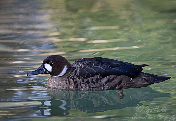 315 Spectacled duck (Speculanas specularis) - Ripley Waterfowl Conservancy CT
