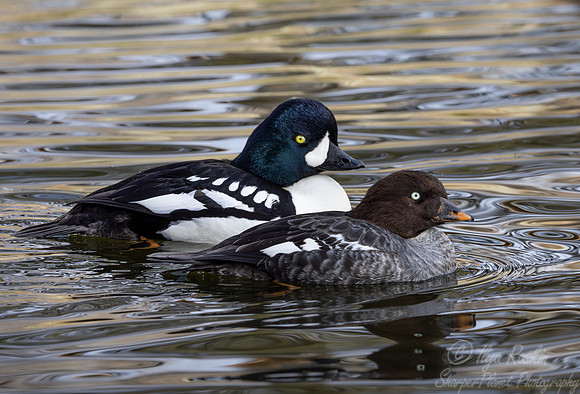 323 Barrow's goldeneye male and female (Bucephala islandica) - Ripley Waterfowl Conservancy CT