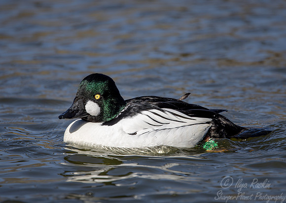 325 Common goldeneye male (Bucephala clangula) - Ripley Waterfowl Conservancy CT