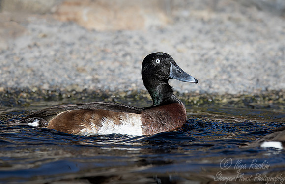 328 Baer's pochard (Aythya baeri) - Ripley Waterfowl Conservancy CT