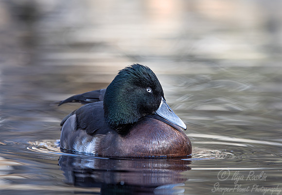 329 Baer's pochard (Aythya baeri) - Ripley Waterfowl Conservancy CT