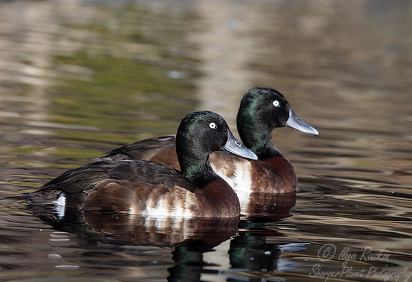 330 Baer's pochards (Aythya baeri) - Ripley Waterfowl Conservancy CT