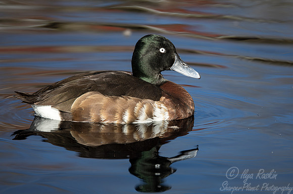 331 Baer's pochards (Aythya baeri) - Ripley Waterfowl Conservancy CT