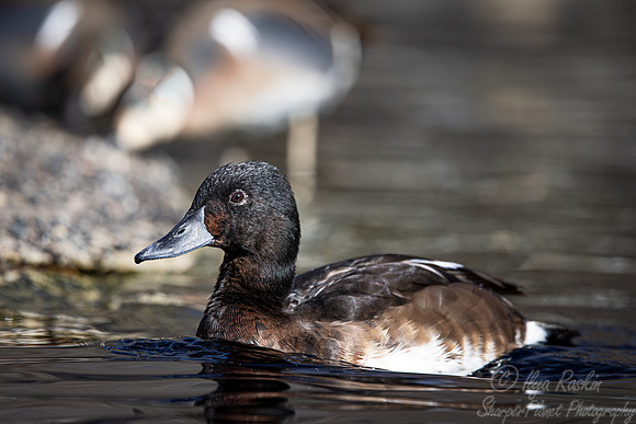 332 Baer's pochard female (Aythya baeri) - Ripley Waterfowl Conservancy CT