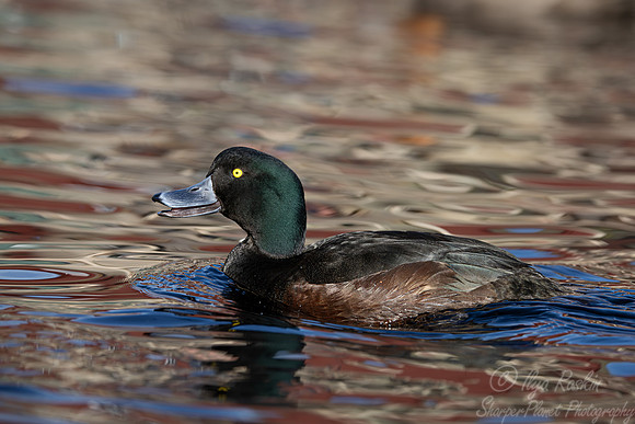 334 New Zealand scaup male (Aythya novaeseelandiae) - Ripley Waterfowl Conservancy CT