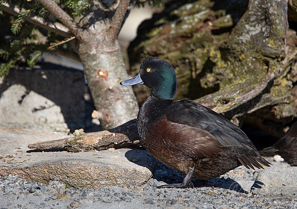 335 New Zealand scaup male(Aythya novaeseelandiae) - Ripley Waterfowl Conservancy CT