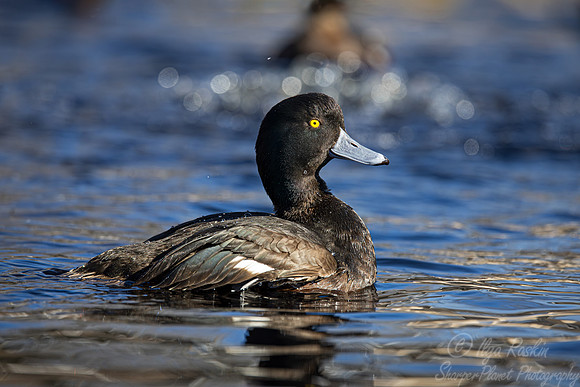 337 New Zealand scaup male (Aythya novaeseelandiae) - Ripley Waterfowl Conservancy CT