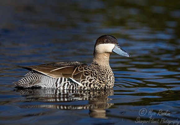 341 Silver teal (Spatula versicolor) - Ripley Waterfowl Conservancy CT
