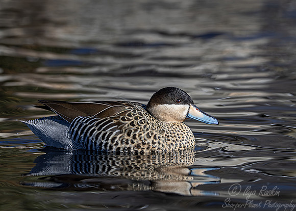 343 Silver teal (Spatula versicolor) - Ripley Waterfowl Conservancy CT