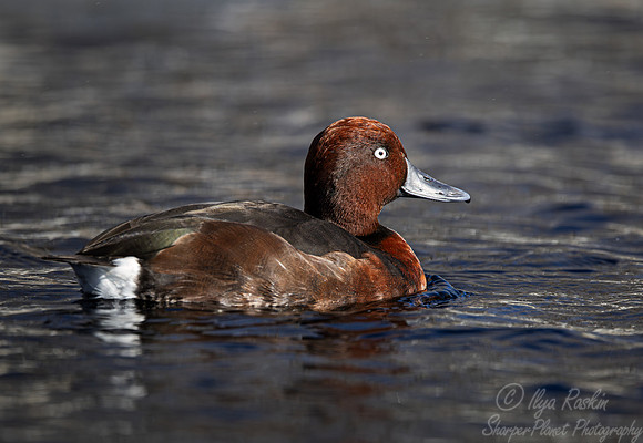 344 Ferruginous duck male (Aythya nyroca) - Ripley Waterfowl Conservancy CT