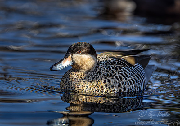 342 Silver teal (Spatula versicolor) - Ripley Waterfowl Conservancy CT